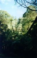 Slender Tree Ferns