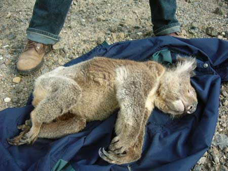 Image result for coala death in australia fires