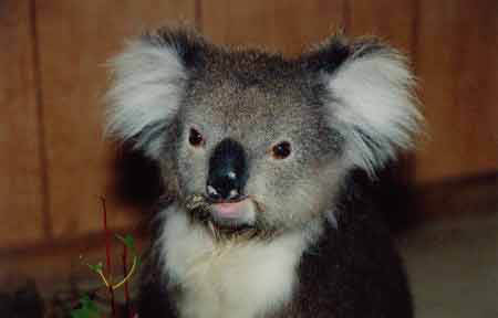 Are koalas endangered?
